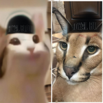 Maucmn RBLX Official Group