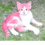 Sy’s cats!