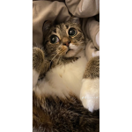 Kats kitty store
