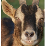 The Goats squadd