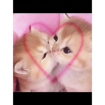 Annifischi123