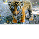 Tigerser