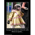 Momaxos xd