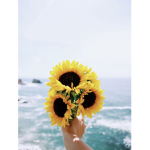 Sunflowersss Squad!!