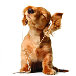 Cute Puppy-Dogs