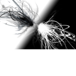 Black and witte is bunny