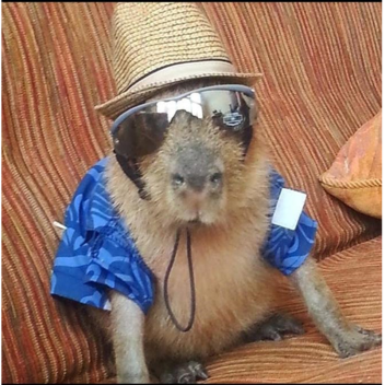 giv me money