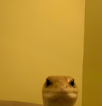 Lizard Experiment