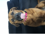 Roblox and pugs fan group