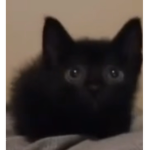 Black kittyz