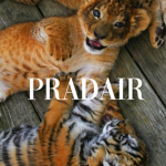 Pradair
