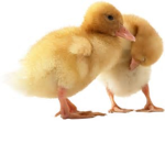 offical Duckies