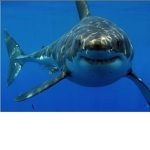 1sharkplayz group