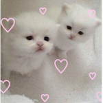 PinkSweetHearts