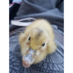 blue duckos!