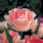 Royal tulip garden