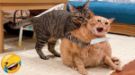 plushy cat