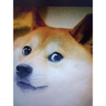 Doge only noobs bad