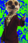 Compare The Meerkat