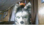 the dog/wolf/coyote/fox group