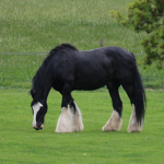 Sunshine stable