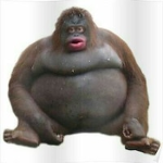 Monke Gang Creators