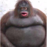 Monke Jungles