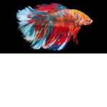 Da Fishy Bros