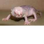 The lil bitty mole rats teehee