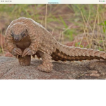 D.J. pangolin