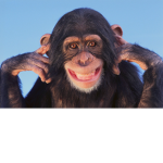 THE JUNGLE OF THE MONKEYS