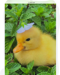 Duck squad, Ducks!