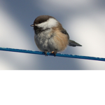DA BIRD FAN GROUP