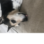 Nala my dog