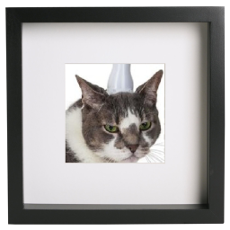 Caticorn