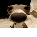 PIGSAREEVERYTHING