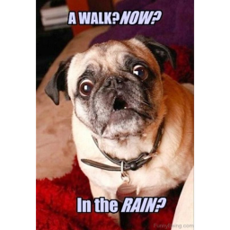 Pug Roleplay