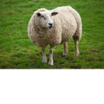 cow sheep goat