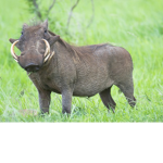 Kayla's rusty bull hog community