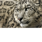 Help The Snow Leopards!