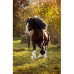 Clydesdale Club