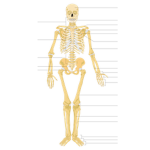 The Cool Skeletons.