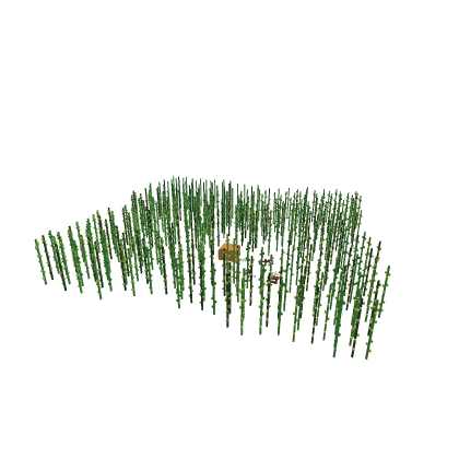 Mazejaker Kelp forest