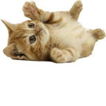 THE AMAZING CAT GROUP 12321
