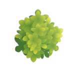 Pixel Pioneerz