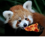 Pizza and red pandas