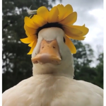 Duck crew and army