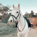 - equestrian -