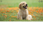 Puppy world !