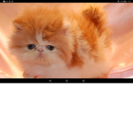 The REAL Cat Clan